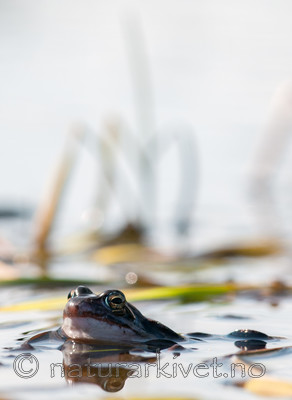 BB 09 0316 / Rana arvalis / Spissnutefrosk